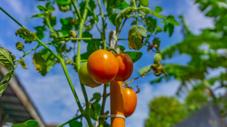 The tomatoes are racing to bear fruit under a blue sky.の写真素材