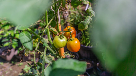 The tomatoes' bear fruit was seen through green leaves.の写真素材