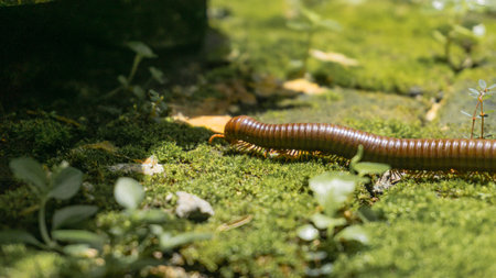 A brown millipede crawled to escape from sunlight.