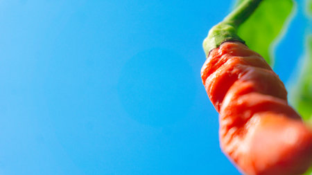 A red ghost chili (Naga Marica) under sky blue in daylight.の写真素材
