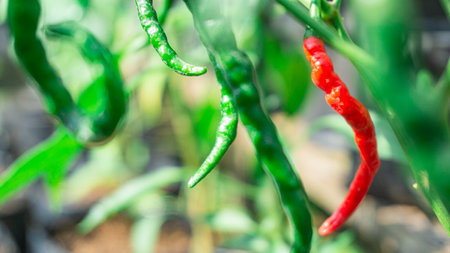 Red and green curly chili (Capsicum annum L.) hanging from the tree and the green leaves.の写真素材