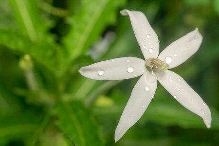 Isotoma longiflora, commonly called Ki Tolod in Indonesia. White flower of Ki Tolod with rain droplets.の写真素材