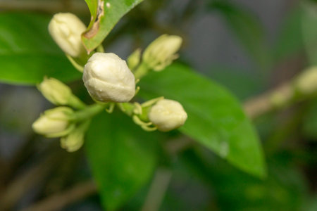 White jasmine in bloom and others in buds, green leaves, branches, and fragrances make a freshness in the backyard.の写真素材