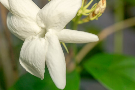 White jasmine in bloom and others in buds, green leaves, branches, and fragrances make a freshness in the backyard.の写真素材