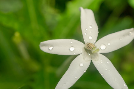 Isotoma longiflora, commonly called Ki Tolod in Indonesia. White flower of Ki Tolod with rain droplets.の写真素材
