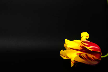 yellow and red tulip on black background placed on one side of the lower corner, Tulipa gesnerianaの写真素材