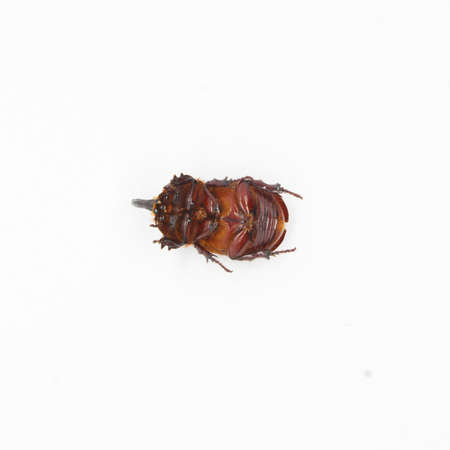 European rhinoceros beetle (Orycles nasicornis) on white background