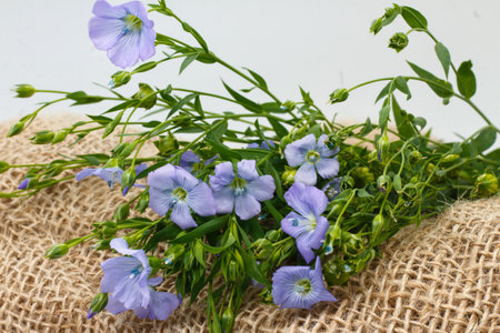natural blue flax or linseed flowers on a wicker basket and white background on the right side of frame (Linum usitatissimum)の写真素材