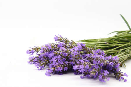 Lavender twig, alhucema, splashing or singular isolated and on white background (lavantula)