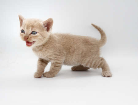 beige-haired blue-eyed baby kitten isolated on white backgroundの写真素材
