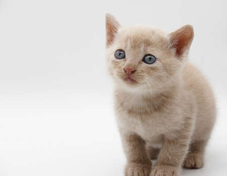 beige-haired blue-eyed baby kitten isolated on white background