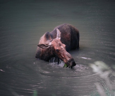 Moose drinking water in the river. Wildlife scene from nature.