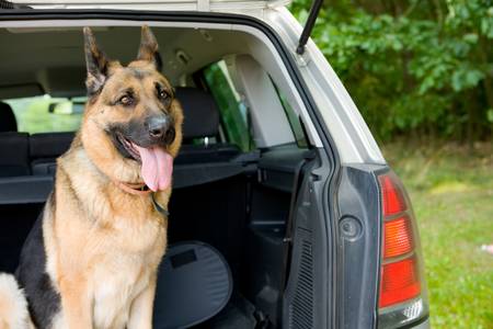 Dog traveling in the carの写真素材