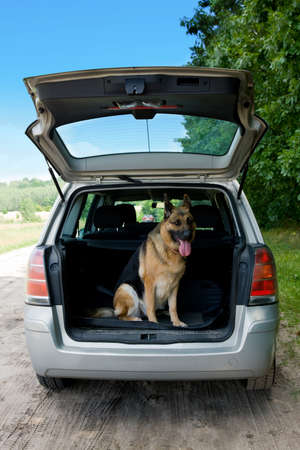 Dog traveling in the carの写真素材