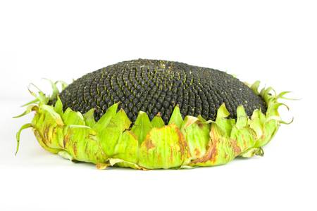 Sunflower head isolated on white backgroundの写真素材