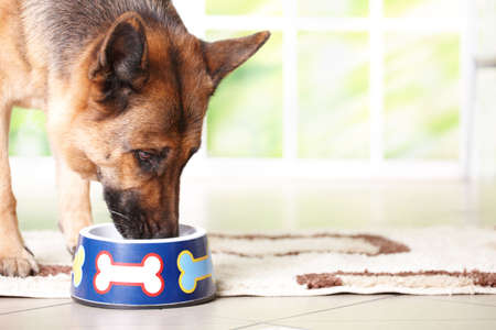 Dog German shepherd eating or drinking from bowl painted in bones in home. Horizontal, color image. Dog German shepherd eating or drinking from bowl painted in bones in home. Horizontal, color image.