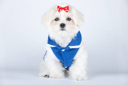 Cute and fluffy young Maltese puppy, wearing red bow and blue dog coat