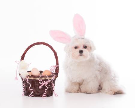 Cute and fluffy Maltese as a bunny and a basket full of egss for Easter の写真素材