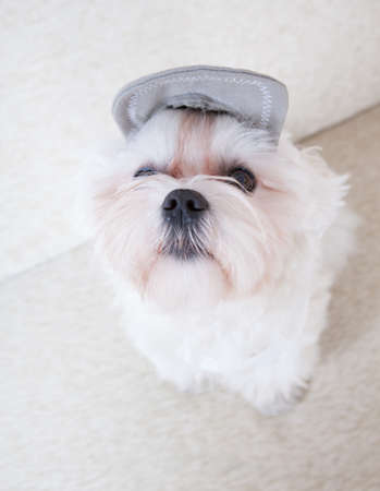 Cute and fluffy young Maltese, wearing cap, resting on sofa 