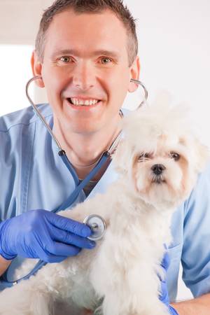 Smiling veterinian making a checkup of a dog maltese の写真素材
