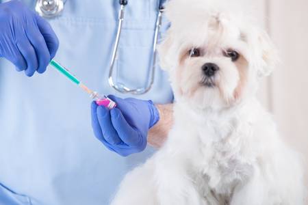 Smiling veterinian preparing vaccination for dog maltese