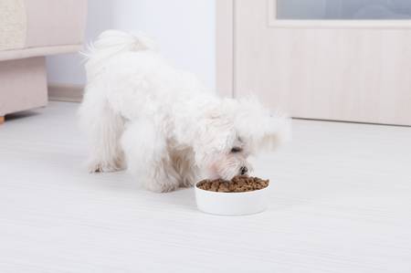 Little dog maltese eating his food from a bowl in homeの写真素材