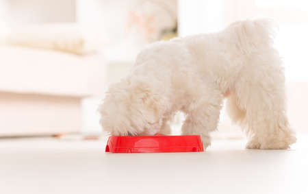 Little dog maltese eating his food from a bowl in home