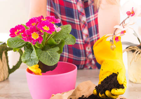 Hands in yellow glowes planting colorfull flower in a flowerpotの写真素材