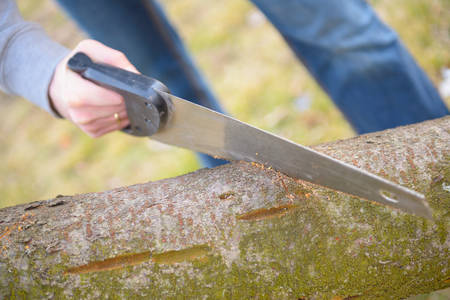 Hand with saw prunning a tree branchの写真素材