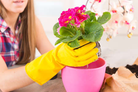 Beautiful young woman planting colorfull flower in a flowerpot at her homeの写真素材