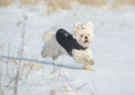 Cute young Maltese running accros snowy field, modern apparel