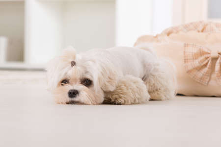 Cute young Maltese laying near his bed at homeの写真素材