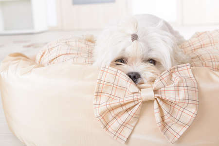 Cute young Maltese laying on his bed at home