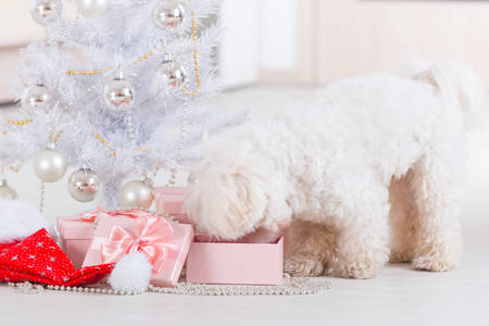 Cute little dog Maltese curious about his gifts near Christmas tree.の写真素材