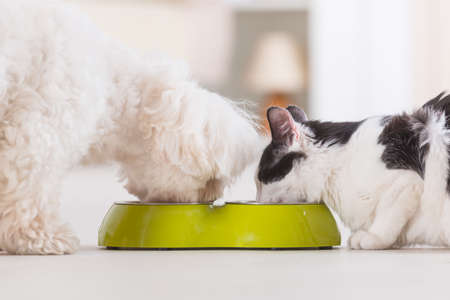 Little dog maltese and black and white cat eating food from a bowl in homeの写真素材
