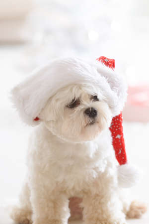 Cute little dog Maltese wearing Santa Claus hatの写真素材