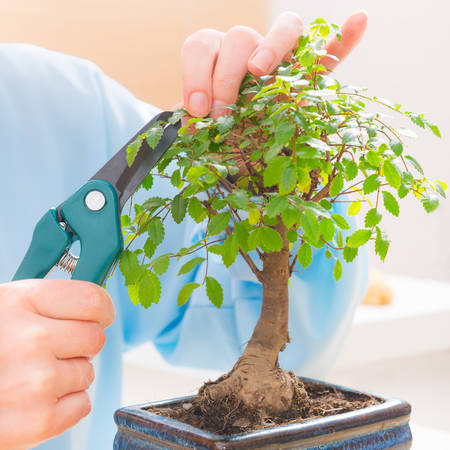 Woman wearing traditional chinese uniform trimming bonsai tree