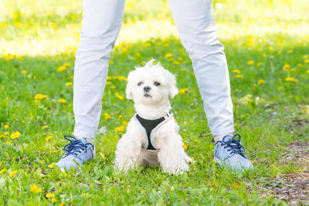 White maltese dog walking with her ownerの写真素材
