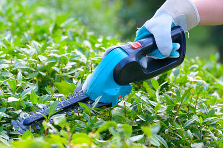 Hands with garden battery shears cutting a hedge