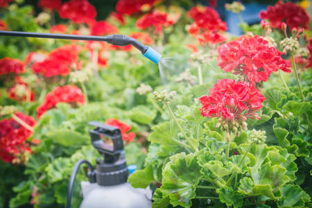 Spaying flowers in the garden with water or plant protection products such as pesticides against diseases and pestsの写真素材