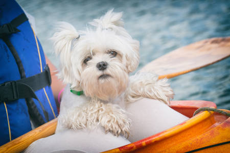 Woman and her dog on a kayakの写真素材
