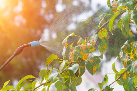 Spraying tree in the garden with water or plant protection products such as pesticides against diseases and pestsの写真素材