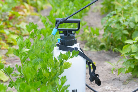 Spaying vegetables with water or plant protection products such as pesticides against diseases and...