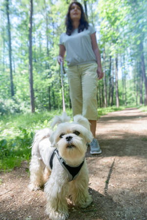 Woman walking with Maltese dog in the summer park.の写真素材