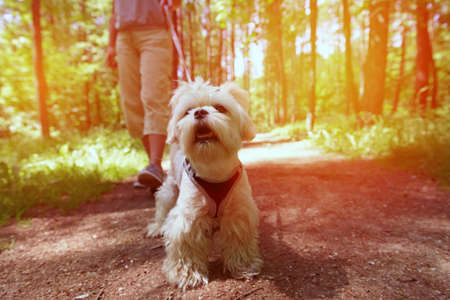 Woman walking with Maltese dog in the summer park.の写真素材
