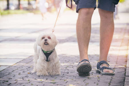 Man walking with Maltese dog in the city