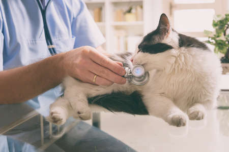 Vet examining a cat with stethoscope