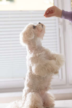 Cute white dog Maltese begging for food from her owner handの写真素材