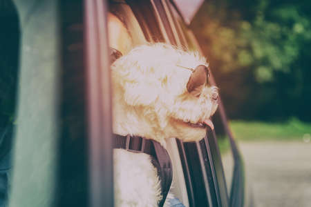 Small dog maltese in a car with open window and his owner in a background. Dog wears a special dog car harness to keep him safe when he travels.の写真素材