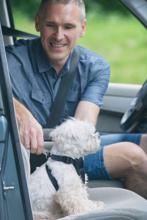 Small dog maltese in a car, his owner puts him a special dog car harness to keep him safe when he...